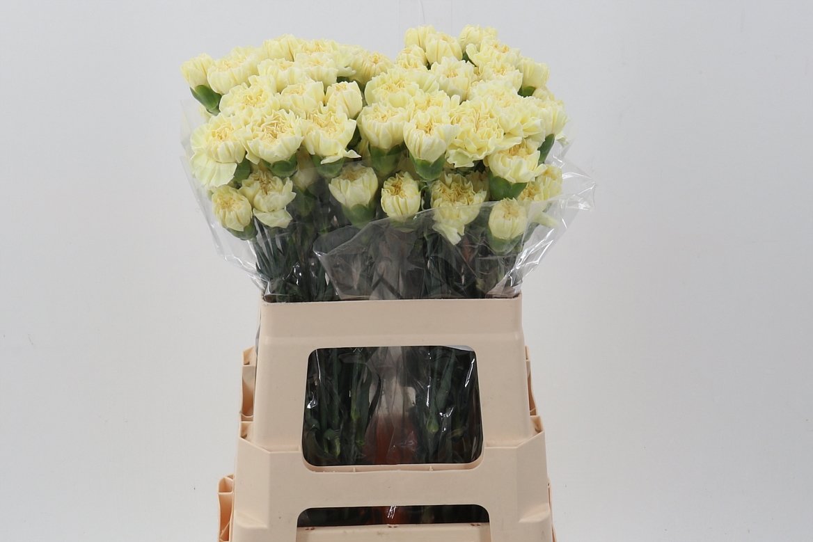 Dianthus Single Poly Minami 65cm