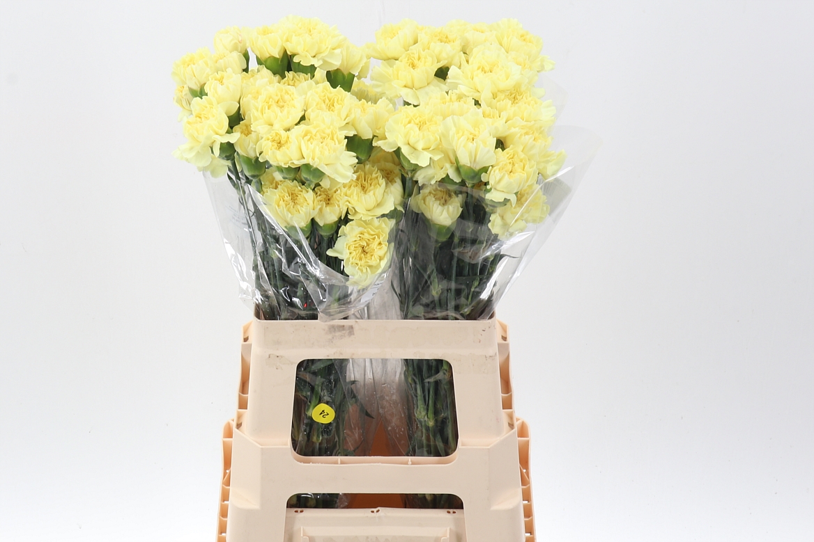 Dianthus Single Lemon Minami 65cm