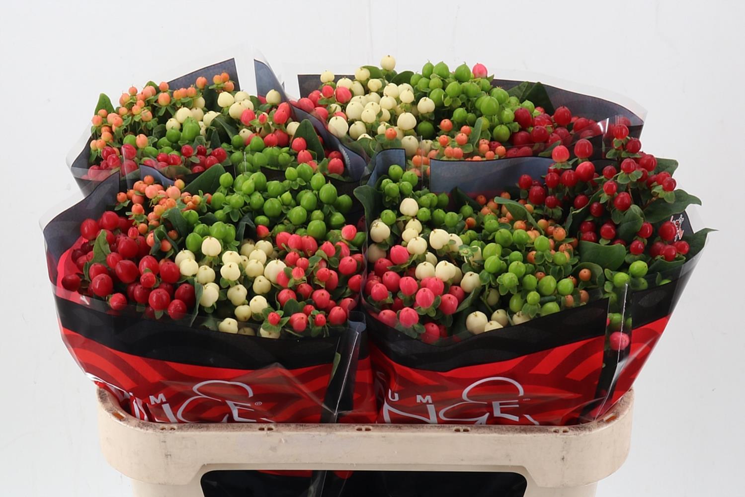 Hypericum Romance Mix 70cm