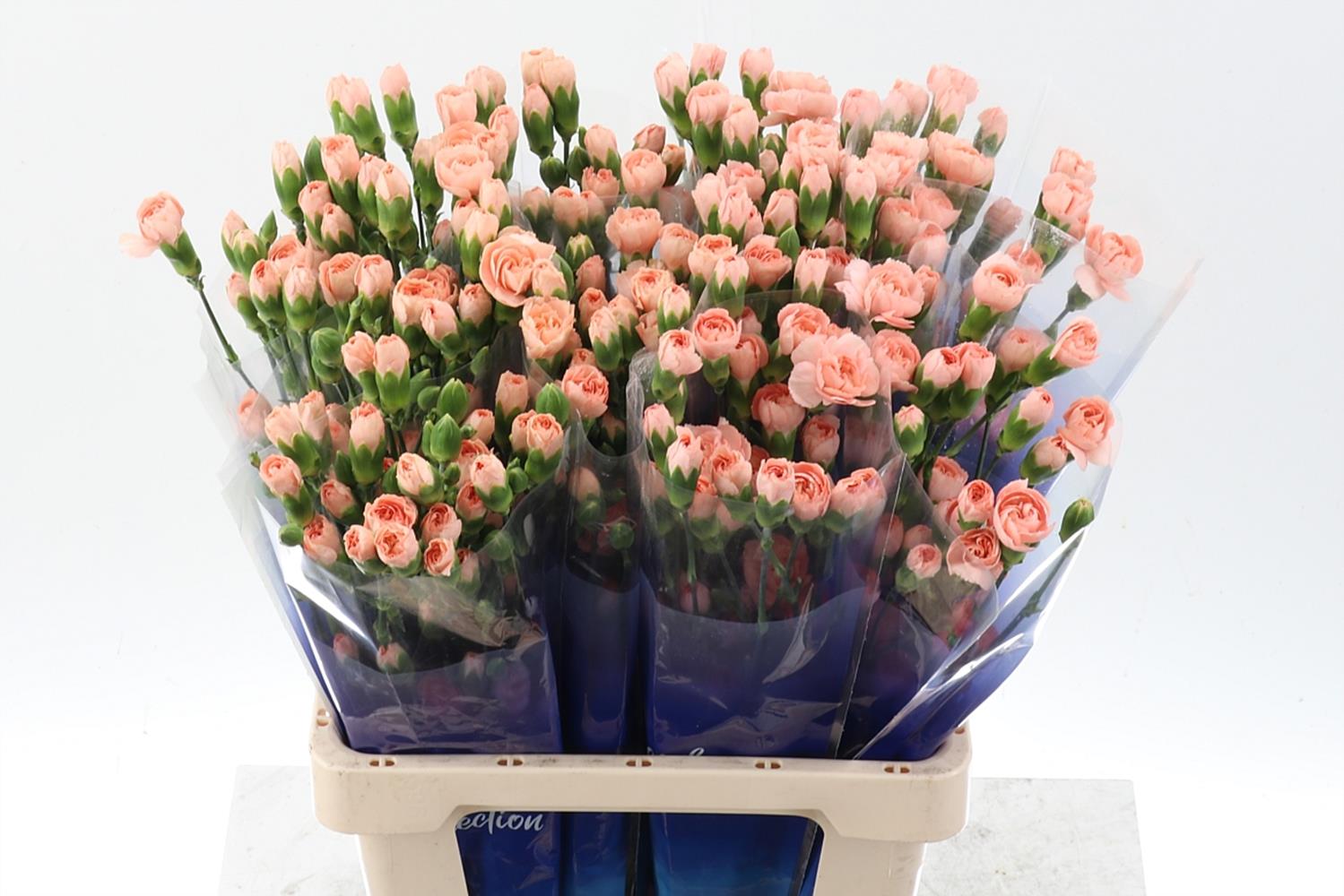 Dianthus Spray Hamada 65cm
