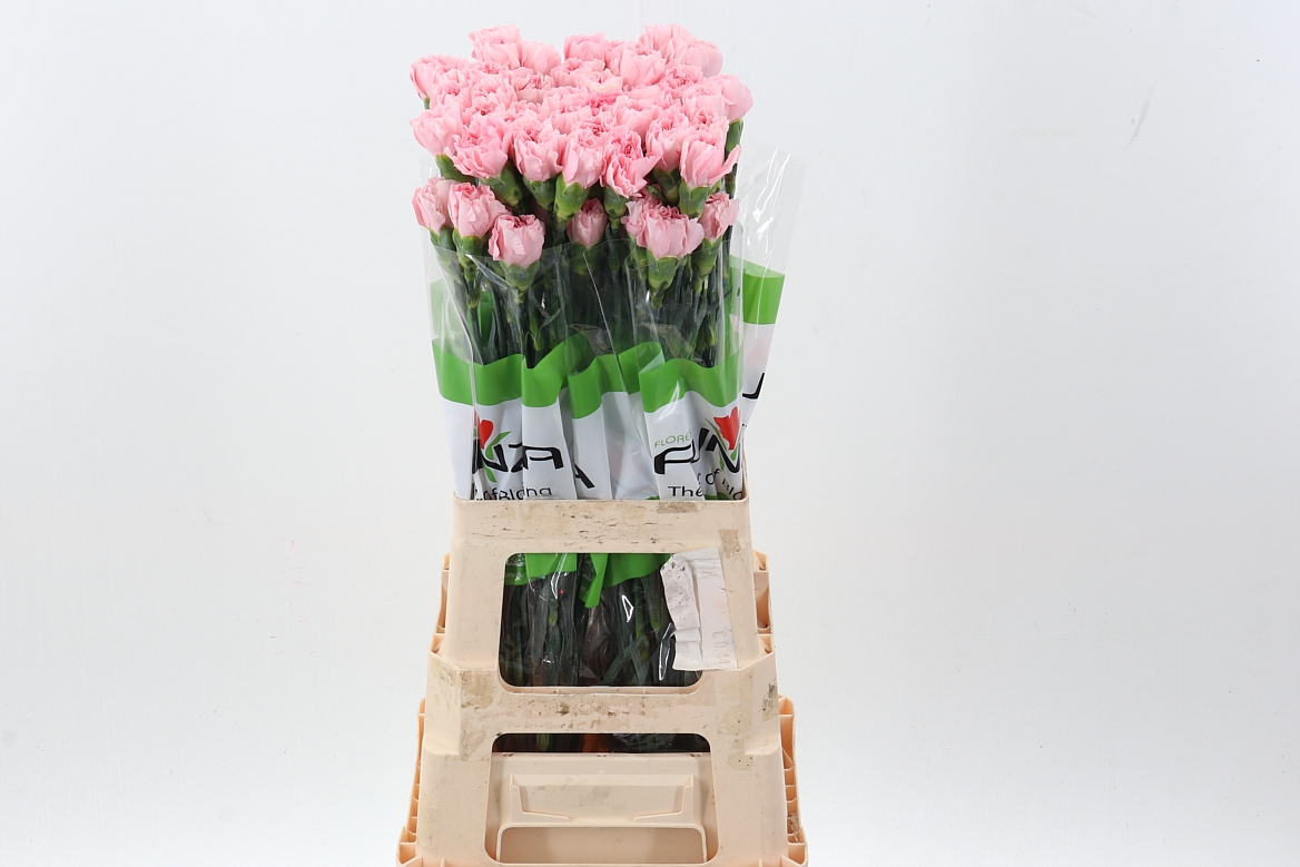 Dianthus Single Pink Cute 70cm