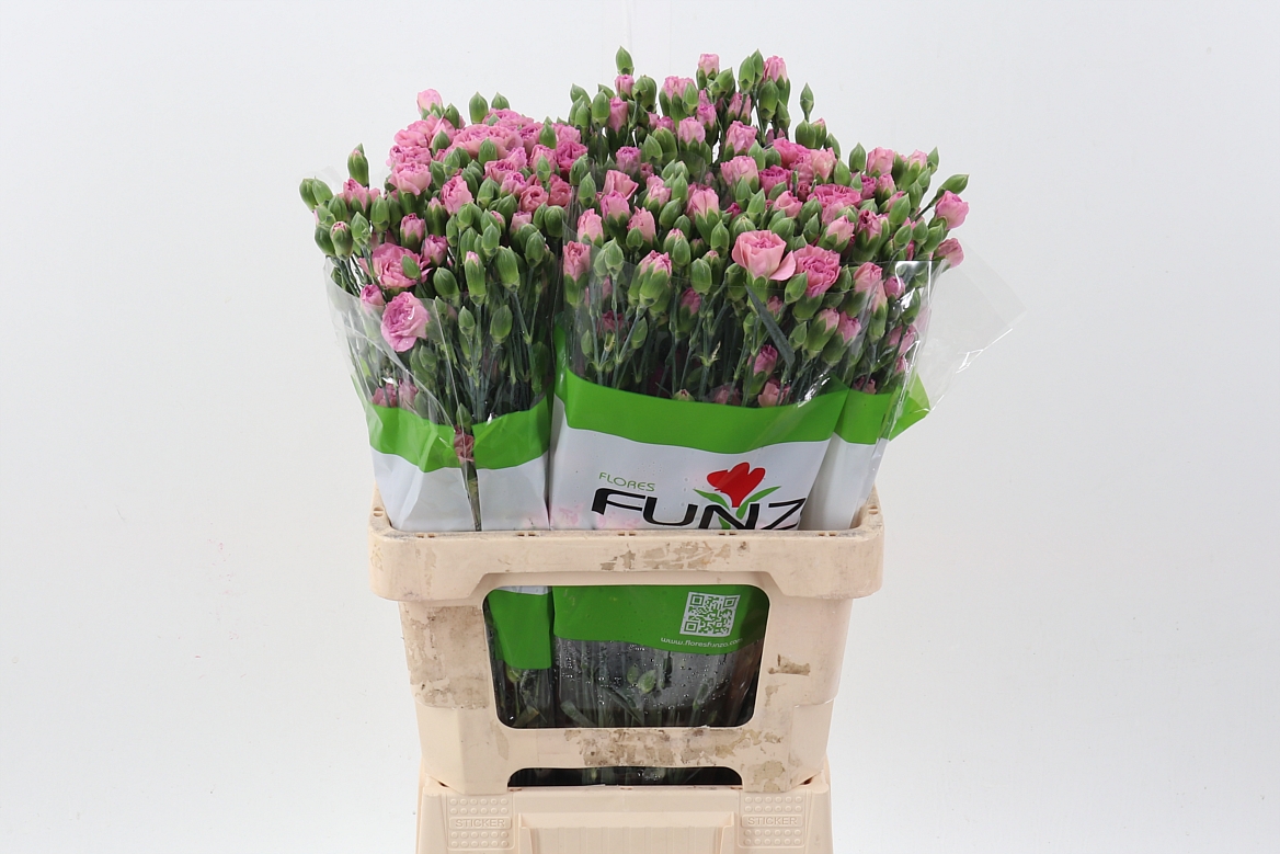 Dianthus Spray Mocca Sweet 65cm