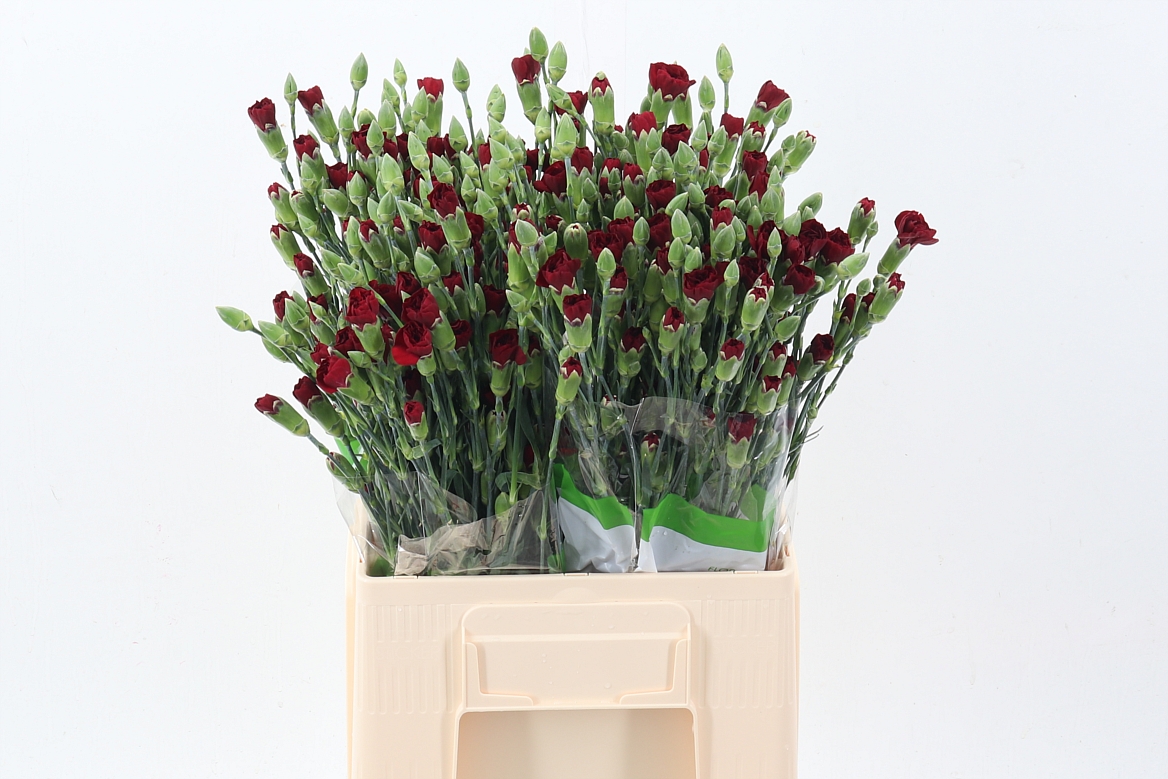 Dianthus Spr Chateau 60cm