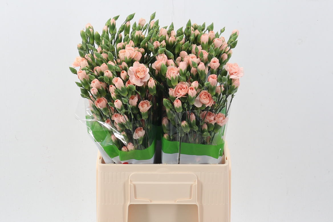 Dianthus Spr Hamada 60cm