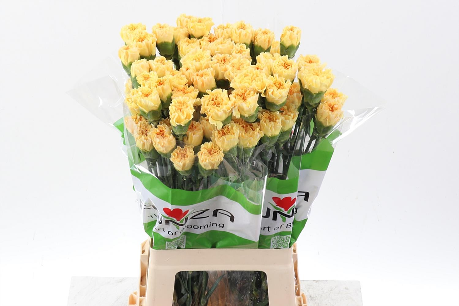 Dianthus Single Golden Gate 70cm