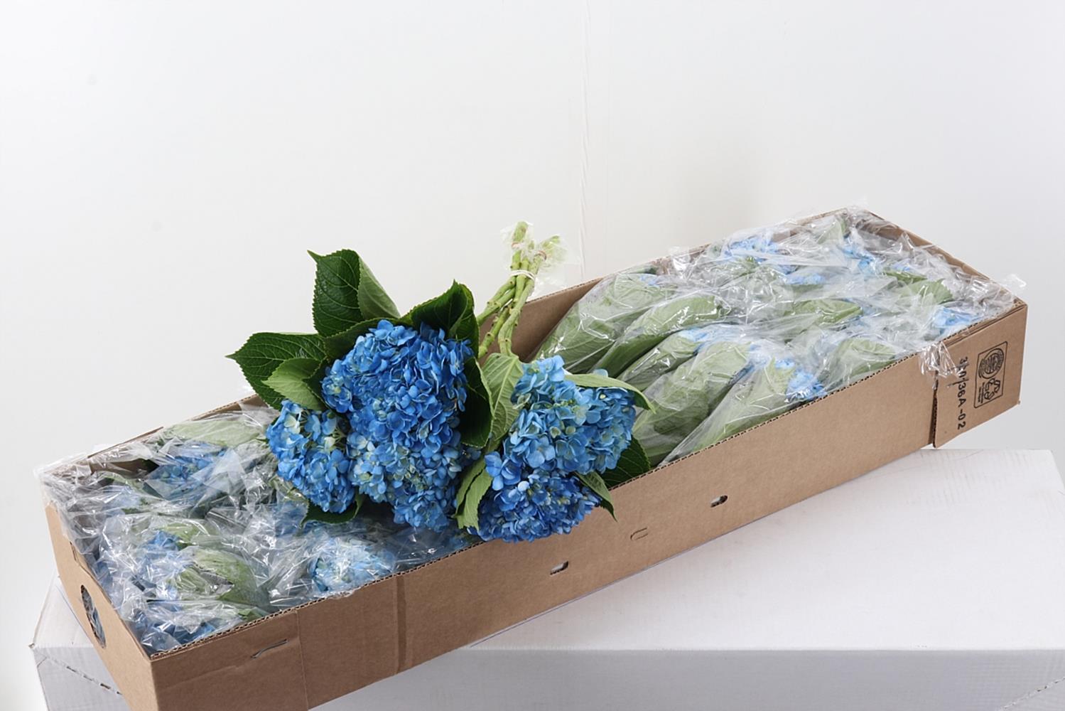 Hydr X10 Dark Blue Select Box