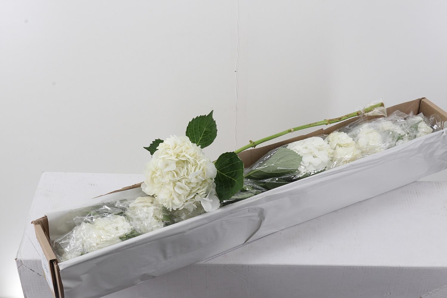 Hydrangea 60cm 18Ø