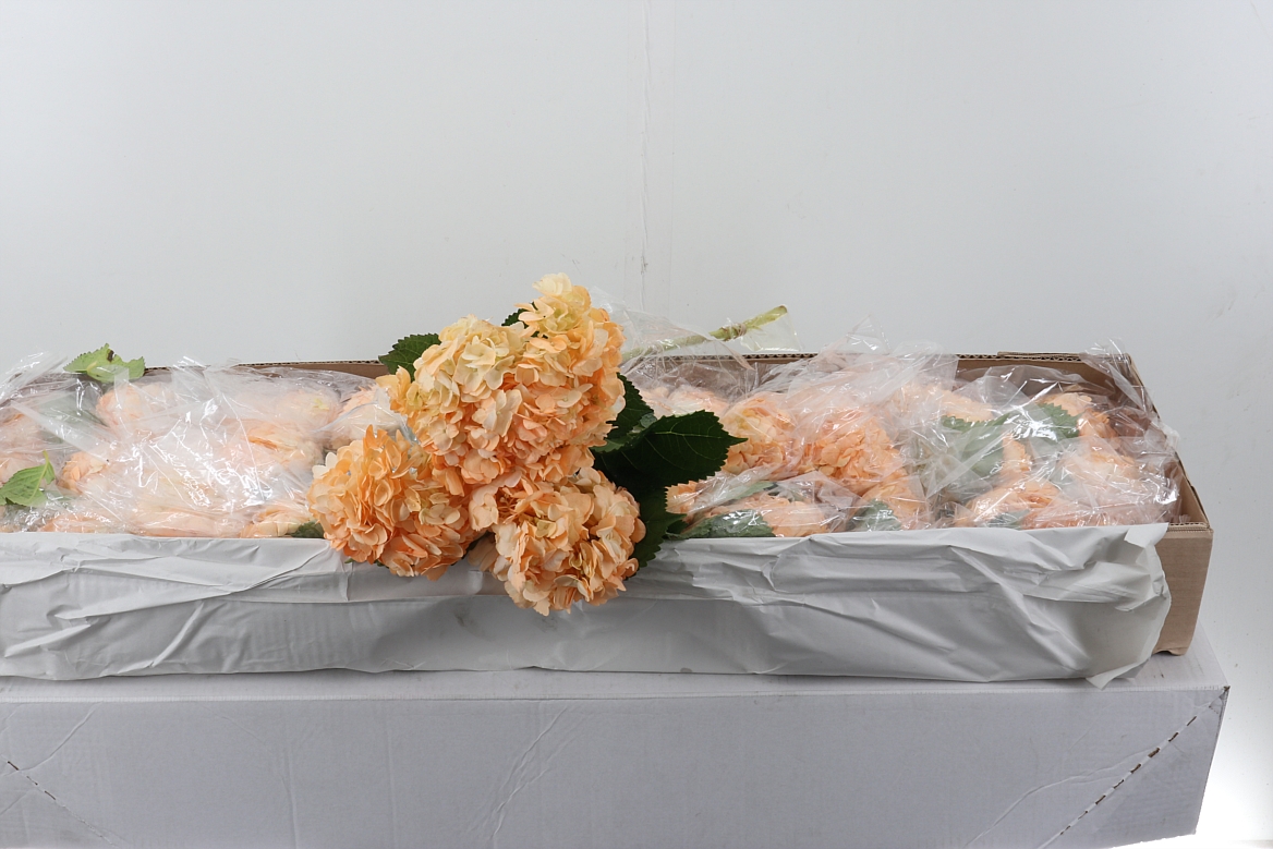 Hydrangea 60cm 15Ø