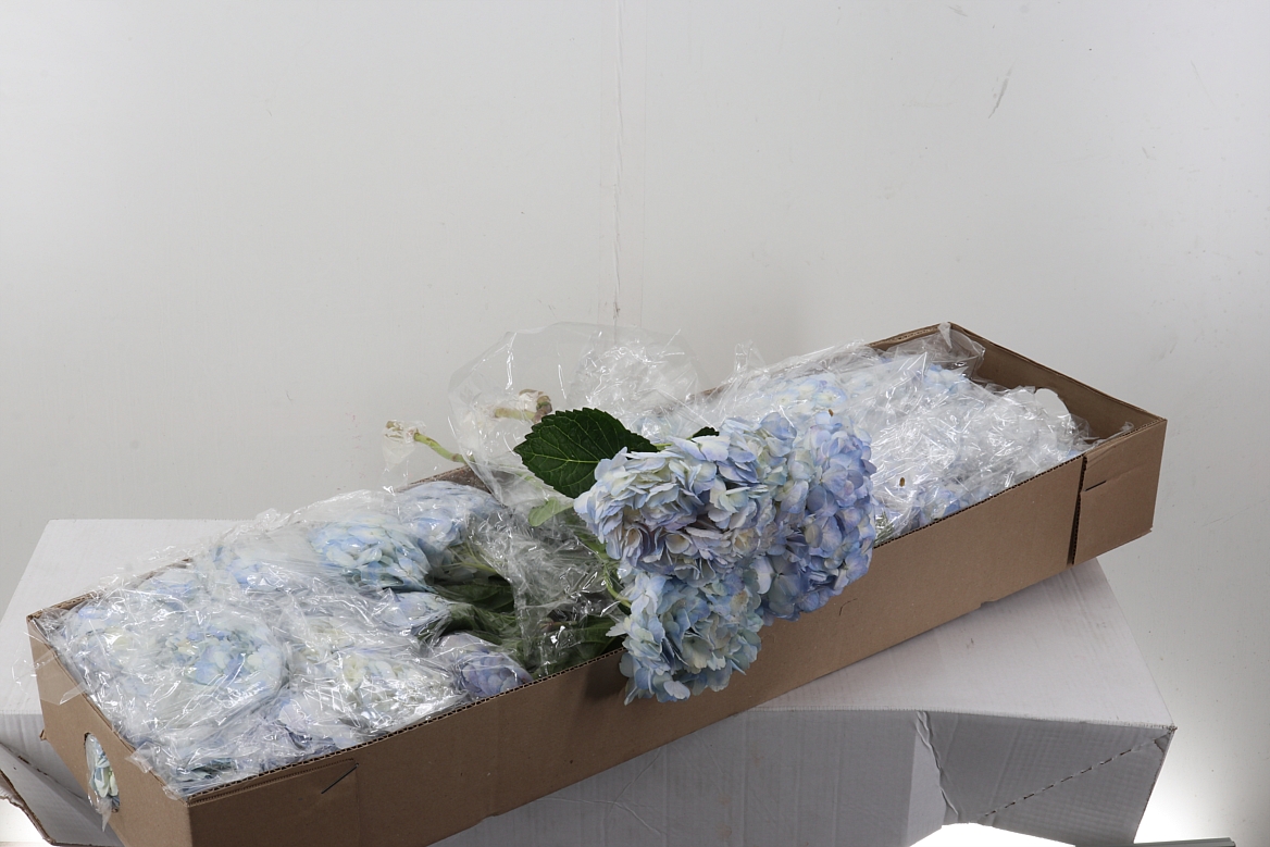 Hydr Lilac Naturel Sel Box