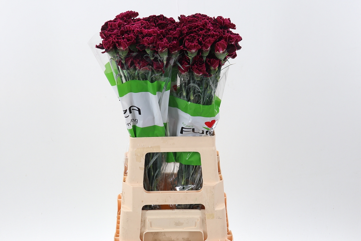 Dianthus Single Nobbio Black Heart 70cm