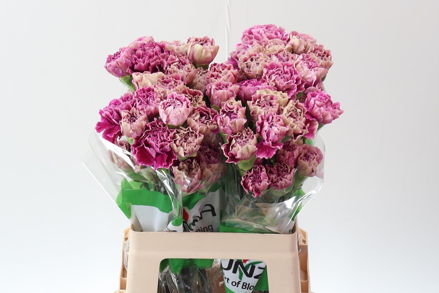 Dianthus Single Antigua 60cm