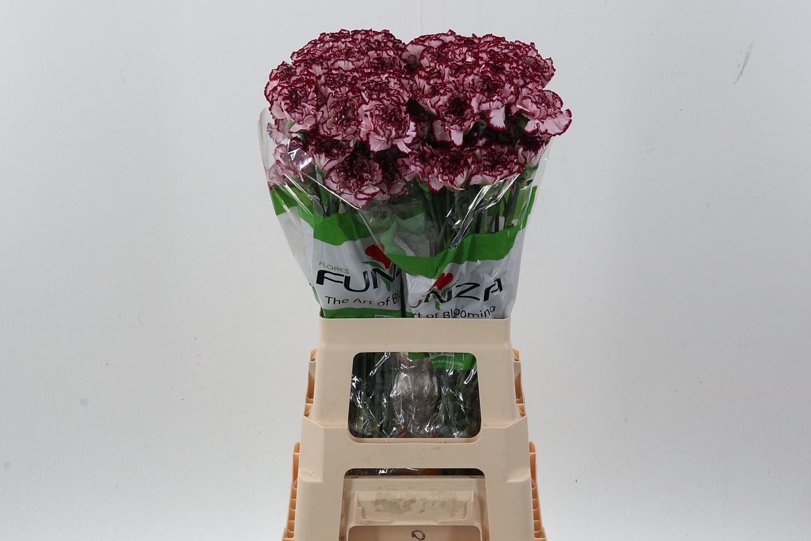Dianthus Single Perfect 70cm