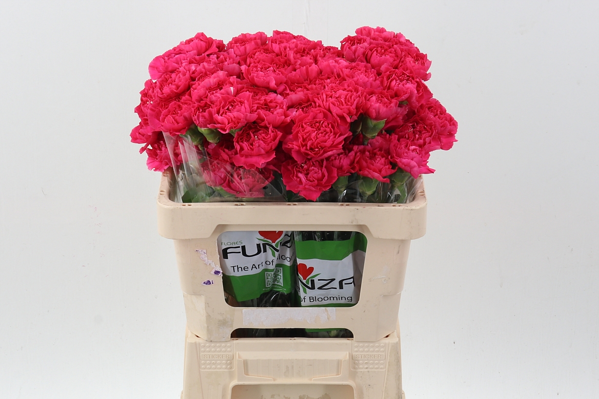 Dianthus Single Oviedo 50cm