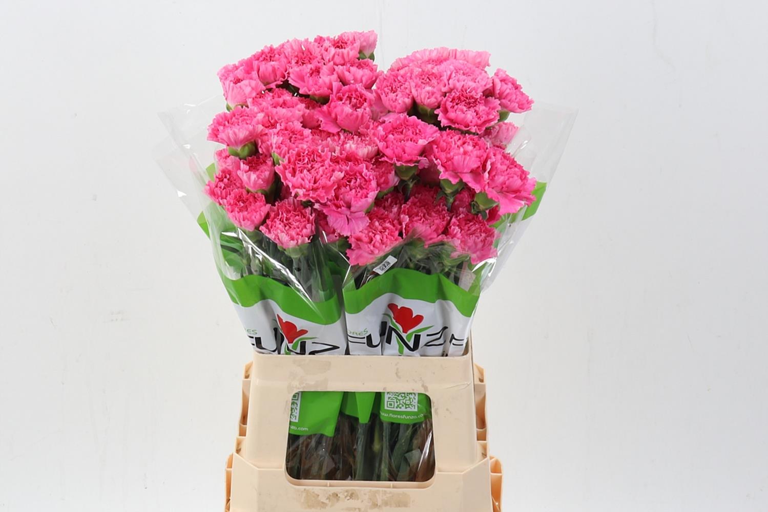 Dianthus Single Tonic Golem 70cm