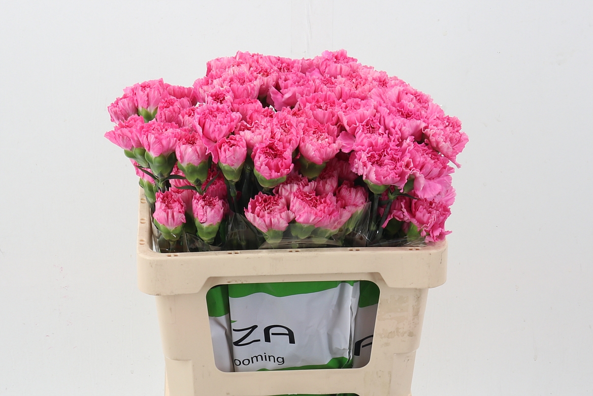 Dianthus Tonic Golem 50cm