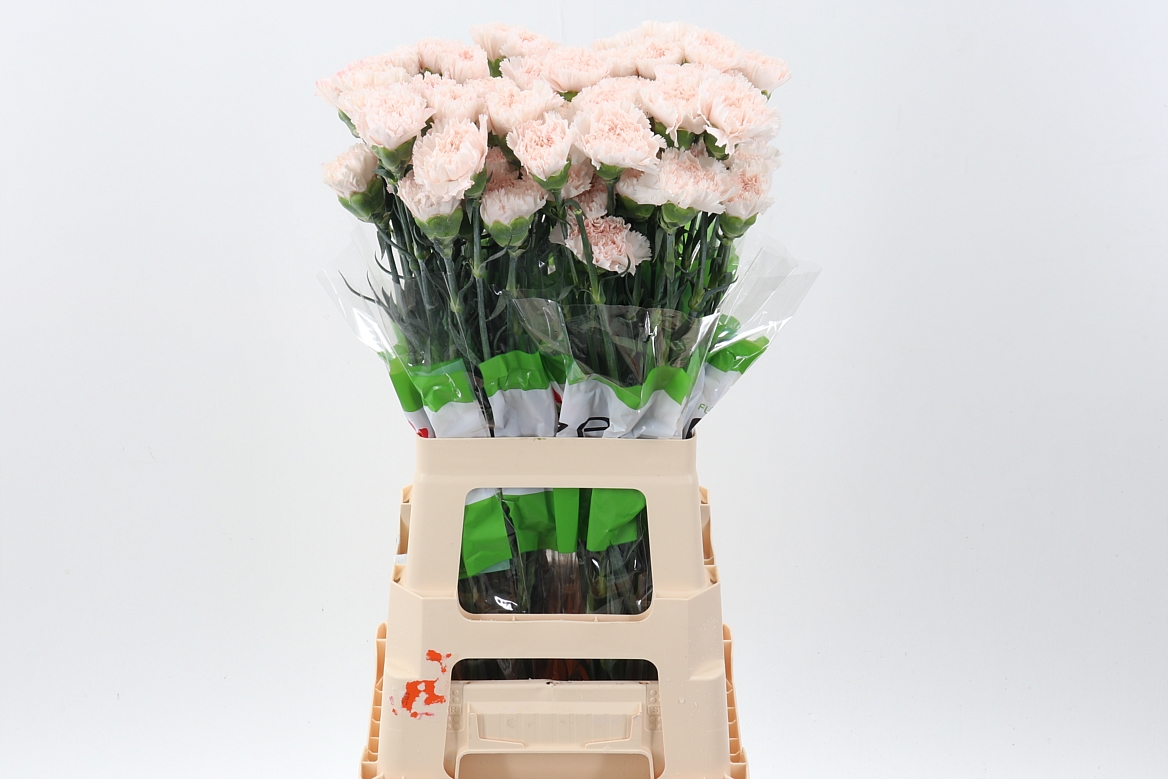 Dianthus Single Brut 70cm