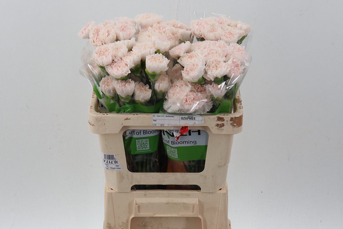 Dianthus Single Brut 50cm