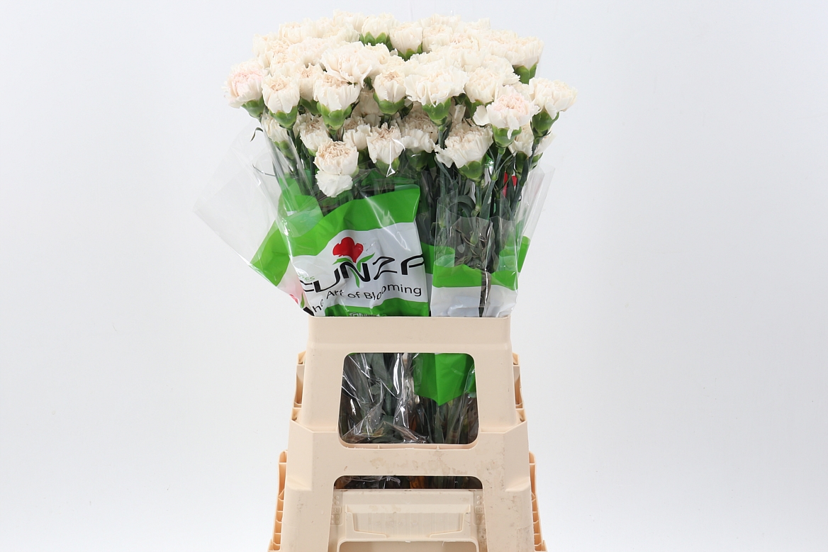Dianthus Single Moon Golem 70cm
