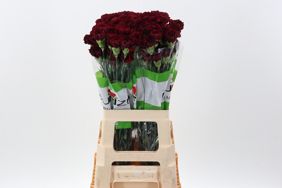 Dianthus Zurigo 70cm