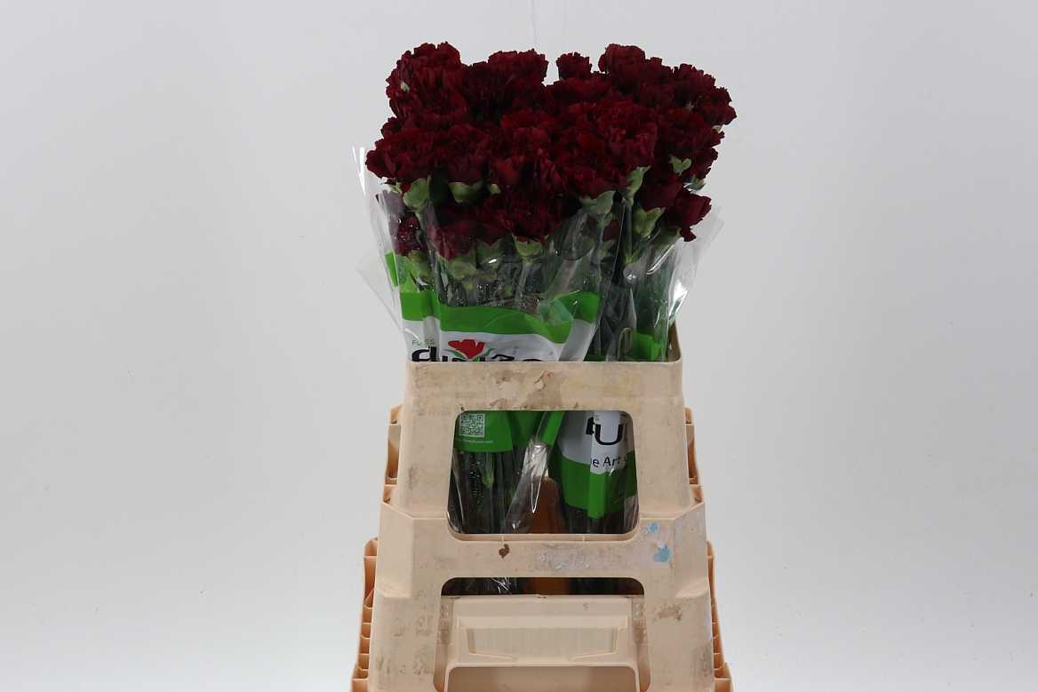 Dianthus Zurigo 60cm