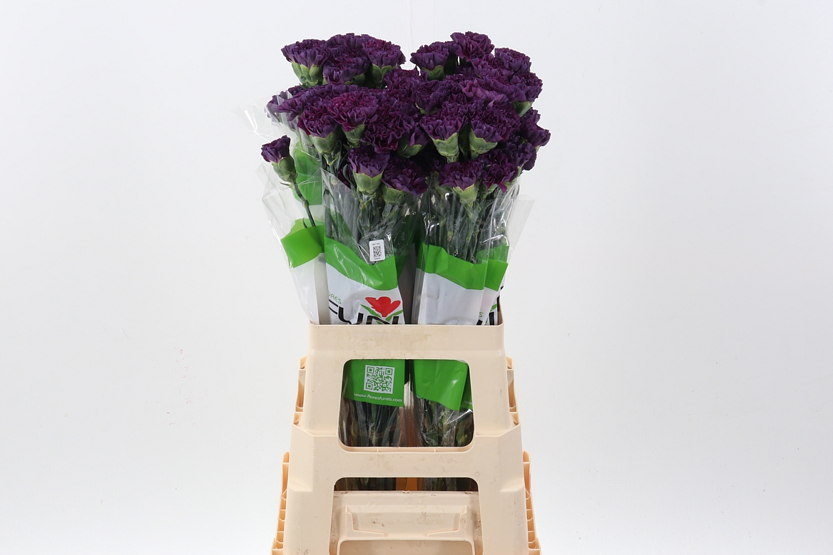 Dianthus St Cobalt Thrill 70cm