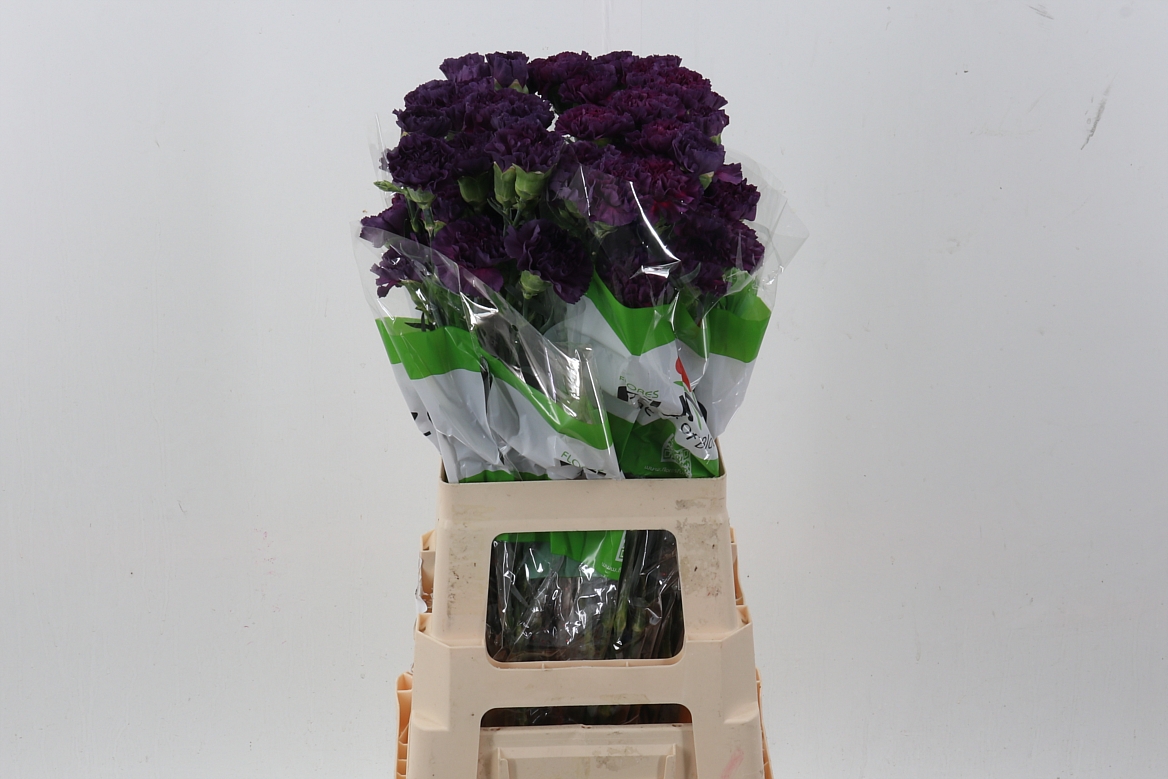 Dianthus St Extasis 70cm