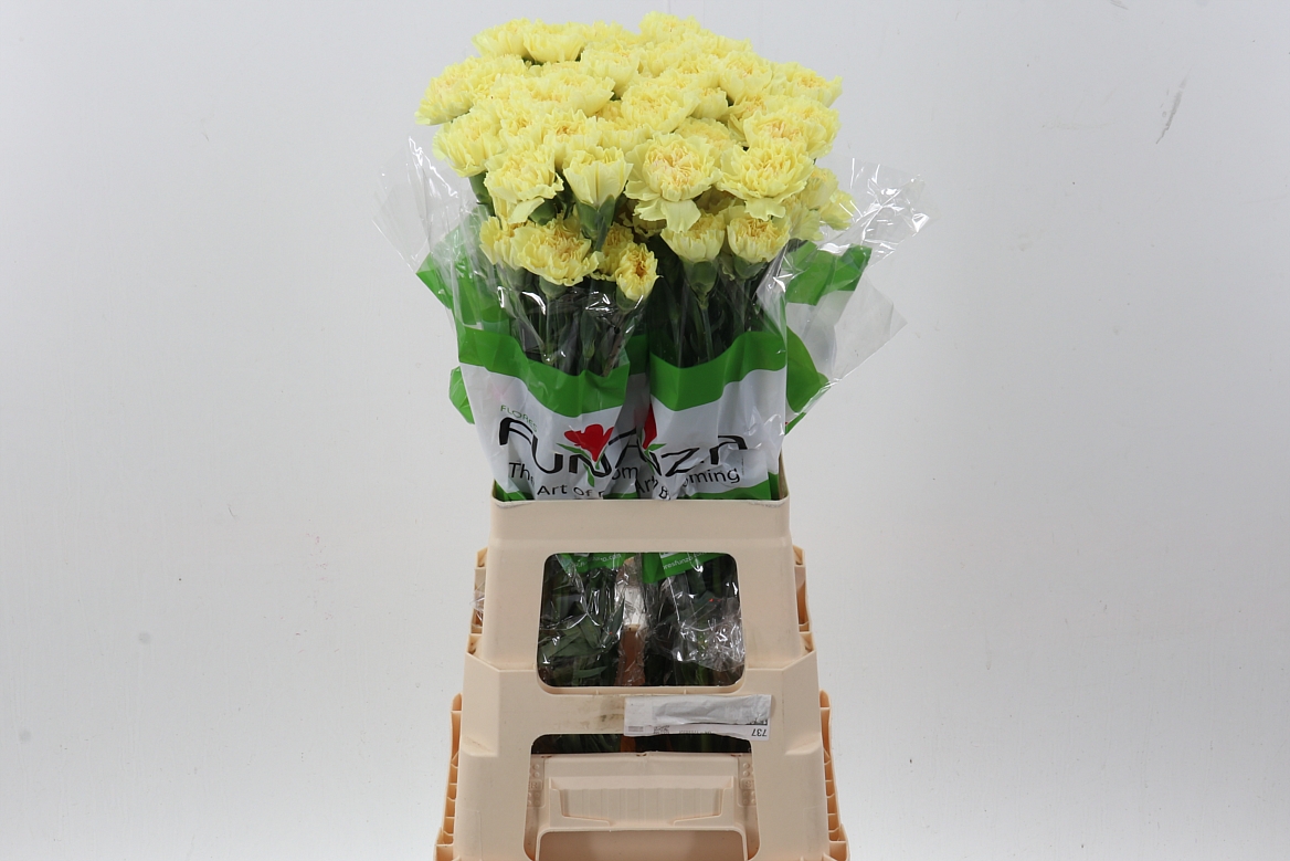 Dianthus Single Hermes 70cm