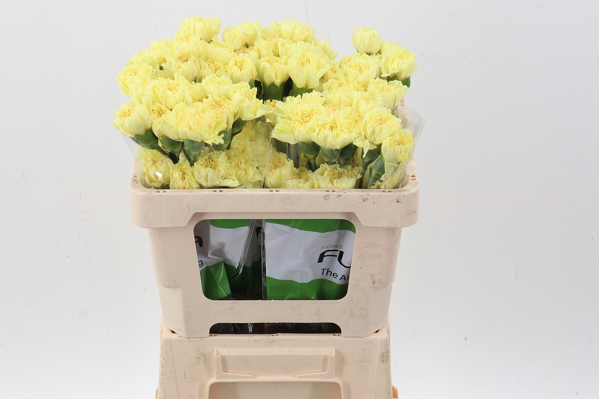 Dianthus Single Hermes 50cm