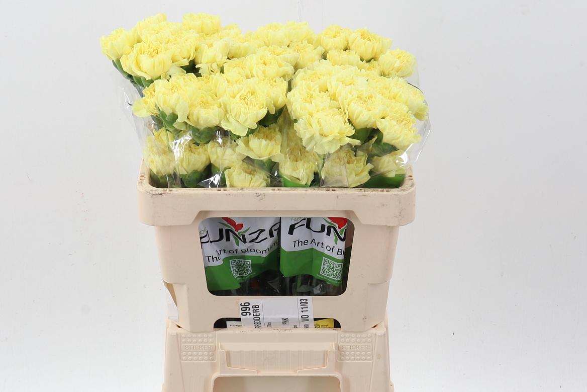 Dianthus Single Illiad Yellow 50cm