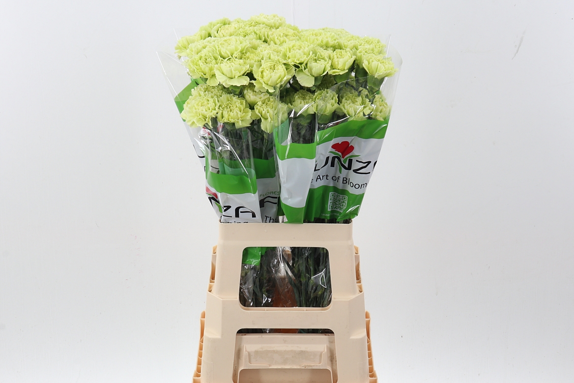 Dianthus St 70cm