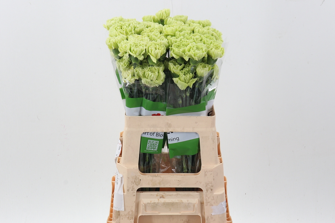 Dianthus Single Marty Dark Green 60cm