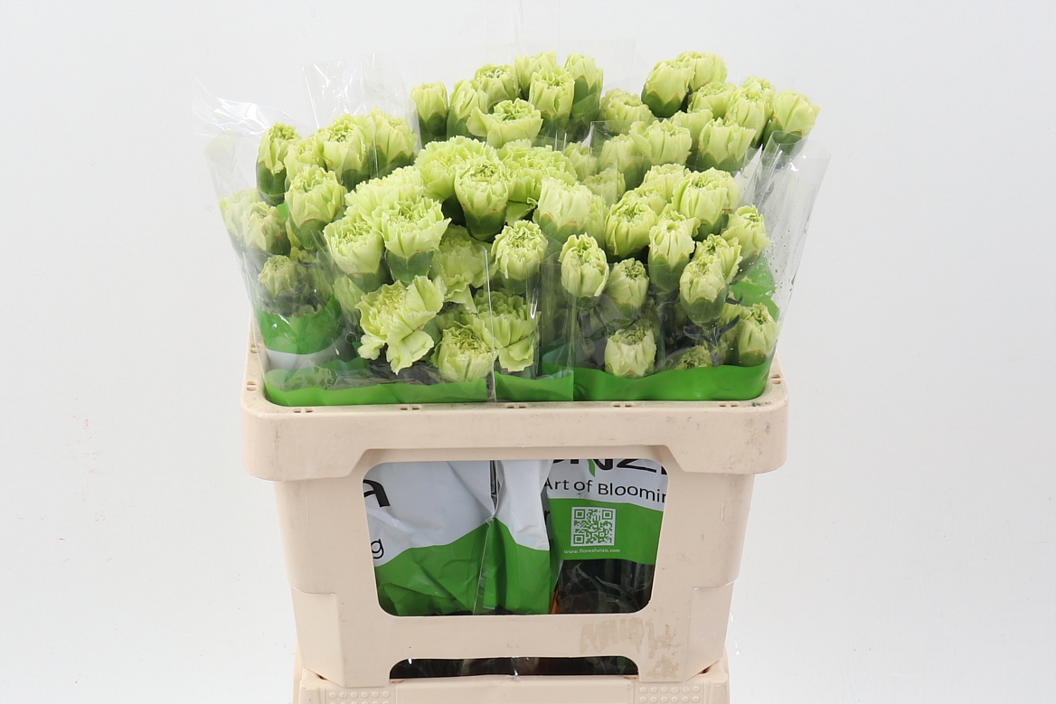 Dianthus Single Marty Dark Green 50cm