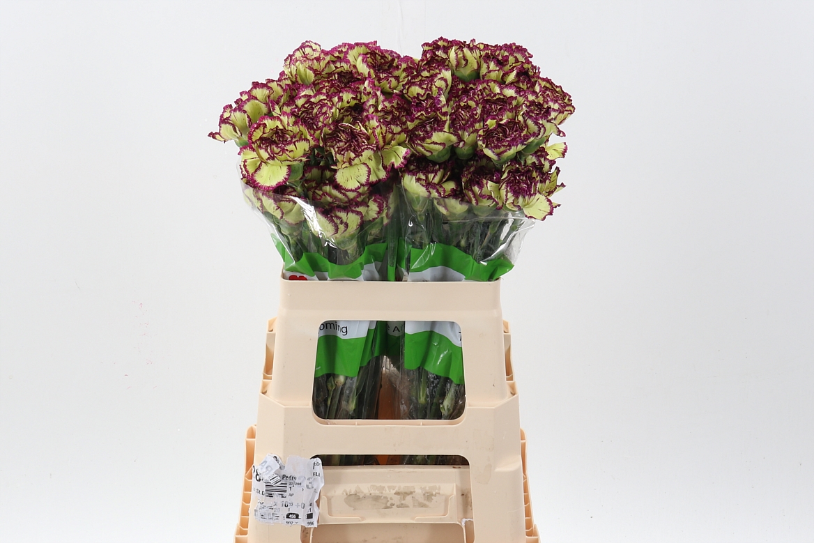 Dianthus Single Extravaganza 60cm