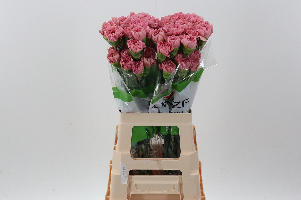 Dianthus St Lege 70cm