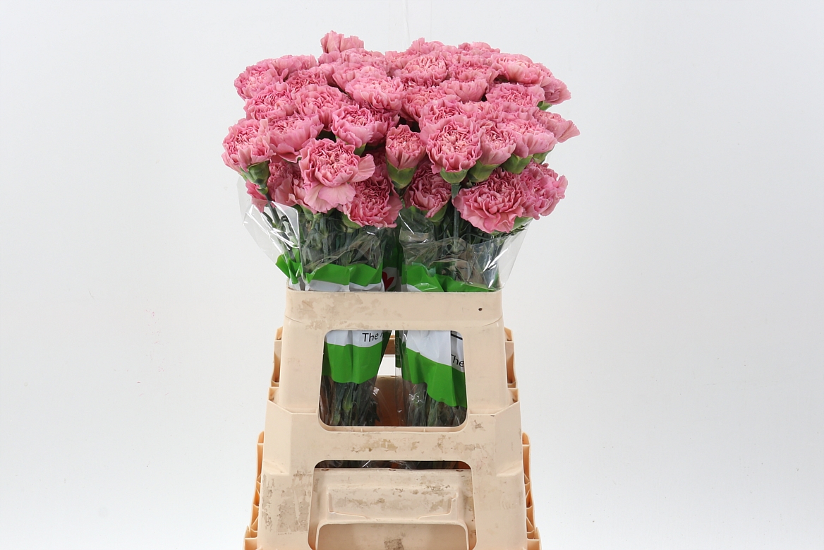 Dianthus Single Lege 60cm