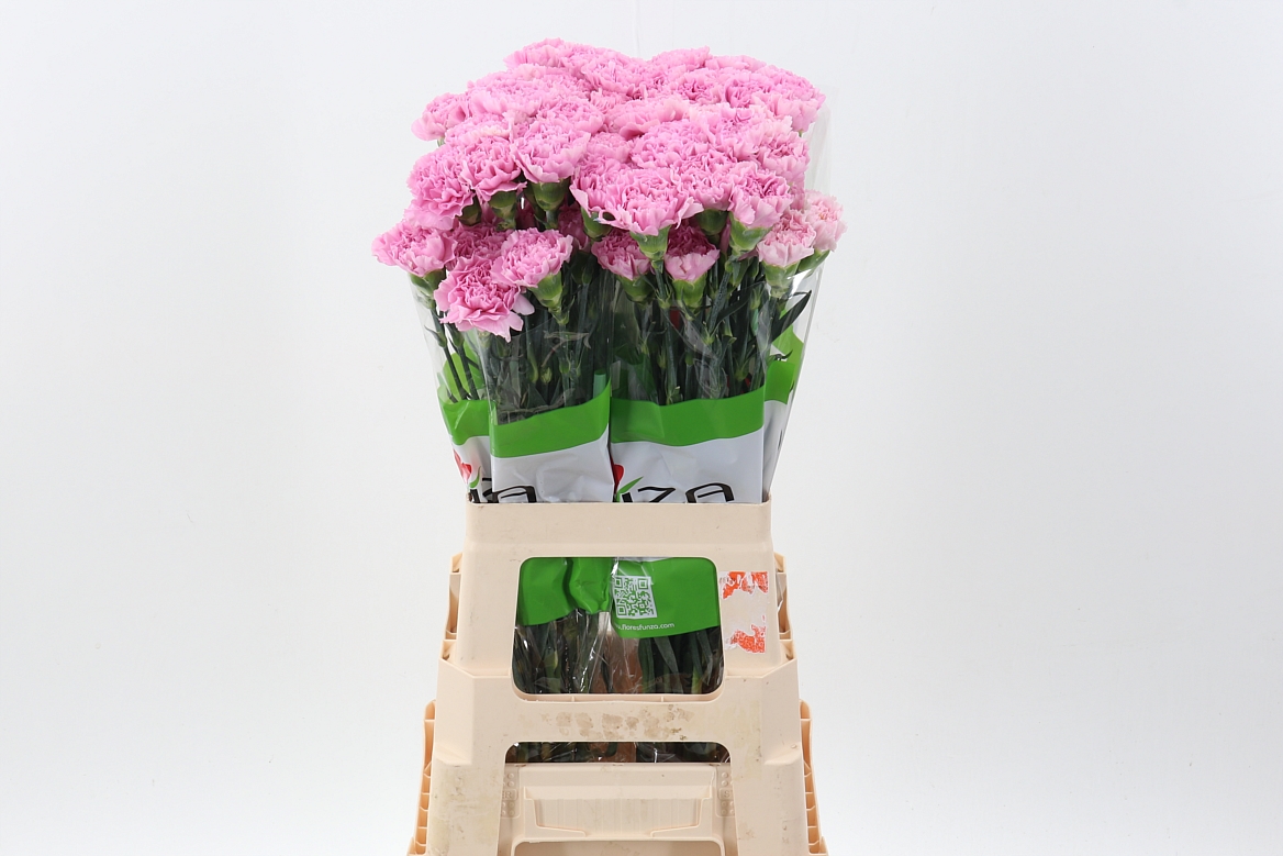 Dianthus Single Deep Faith 70cm