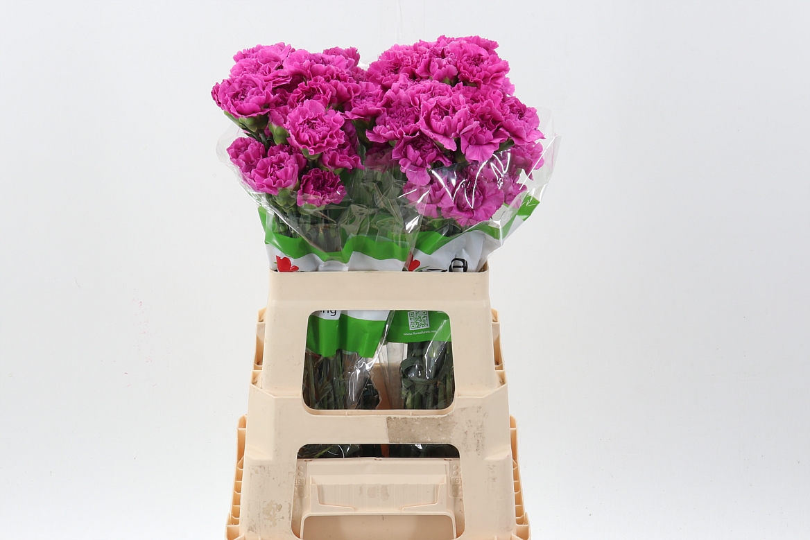 Dianthus Single Farida 60cm