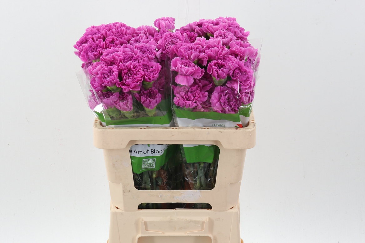 Dianthus Single Farida 50cm
