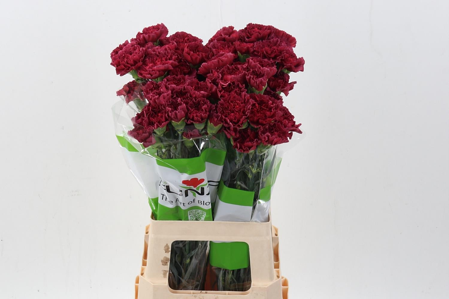 Dianthus Single Lucy 70cm