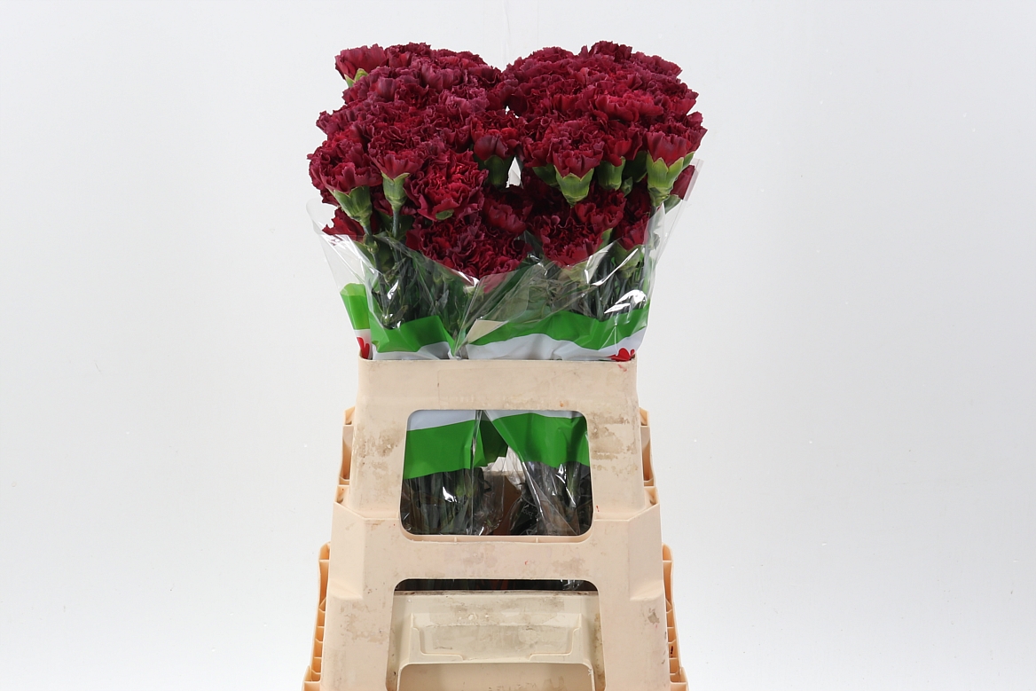 Dianthus St 60cm