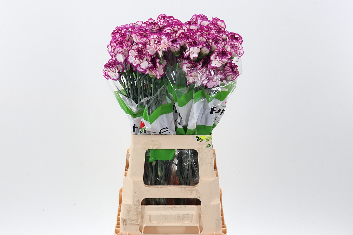 Dianthus Single Kino 60cm