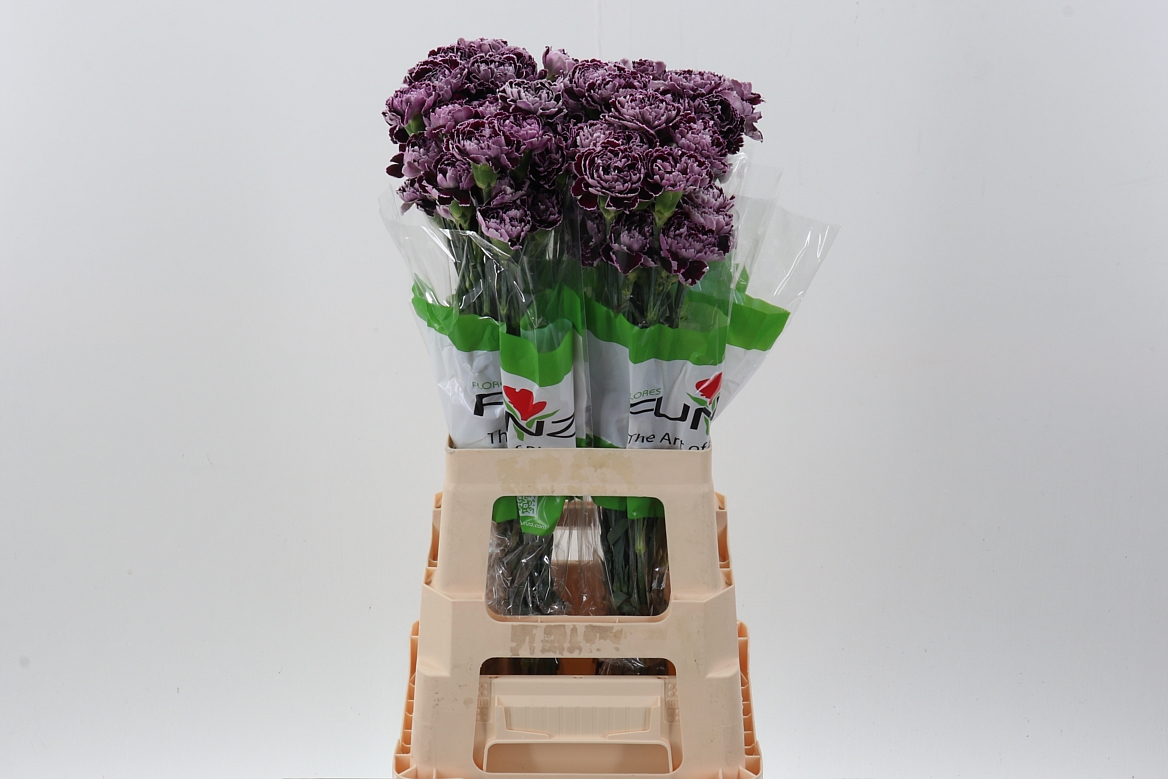 Dianthus Single Minerva 70cm