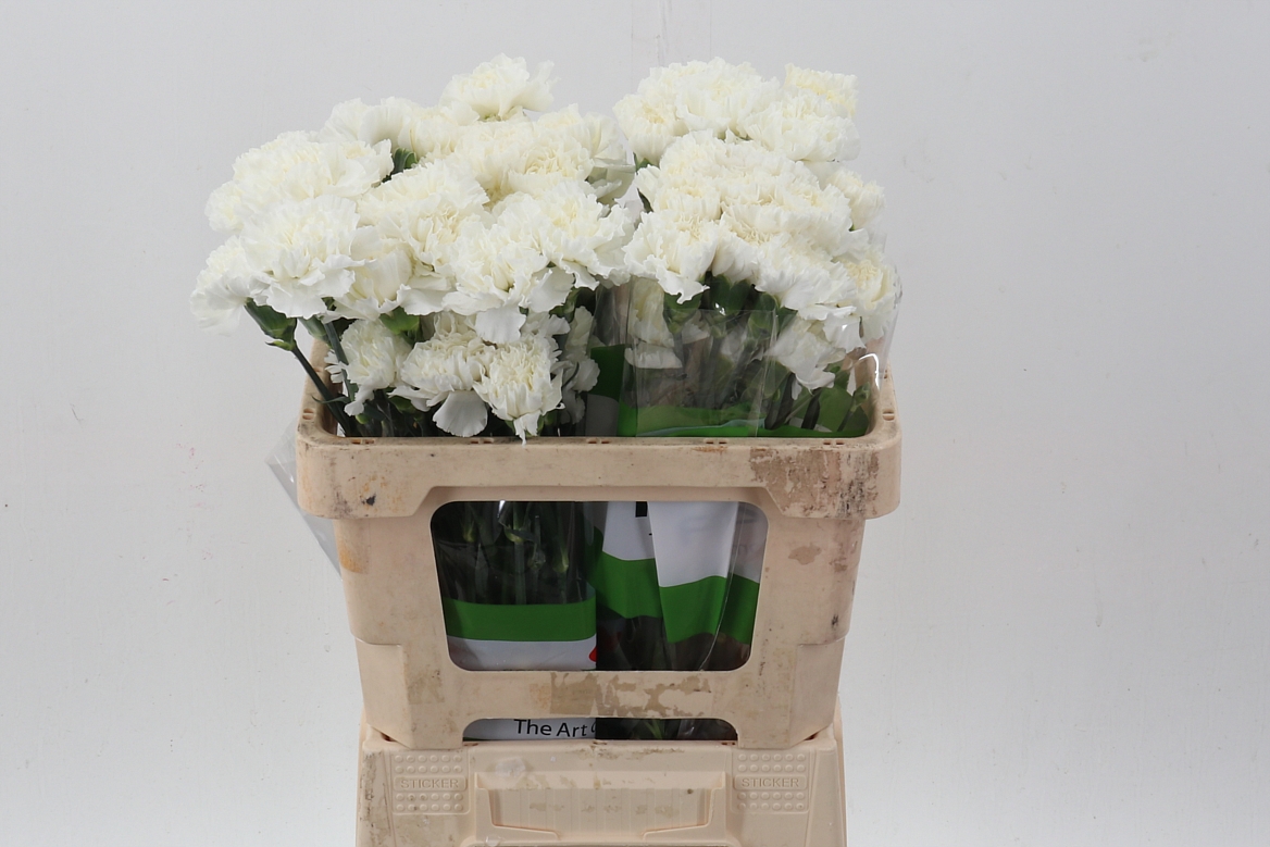 Dianthus Single Delphi 50cm