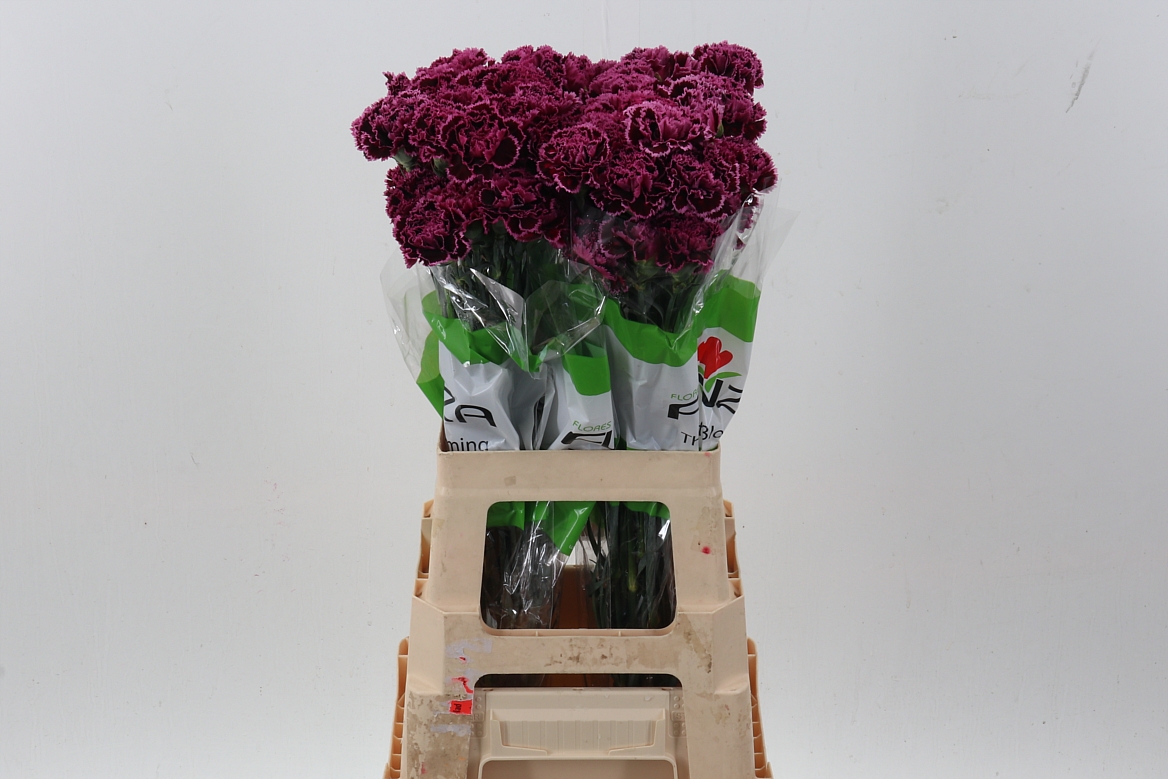 Dianthus Single Nobbio Burgundy 70cm