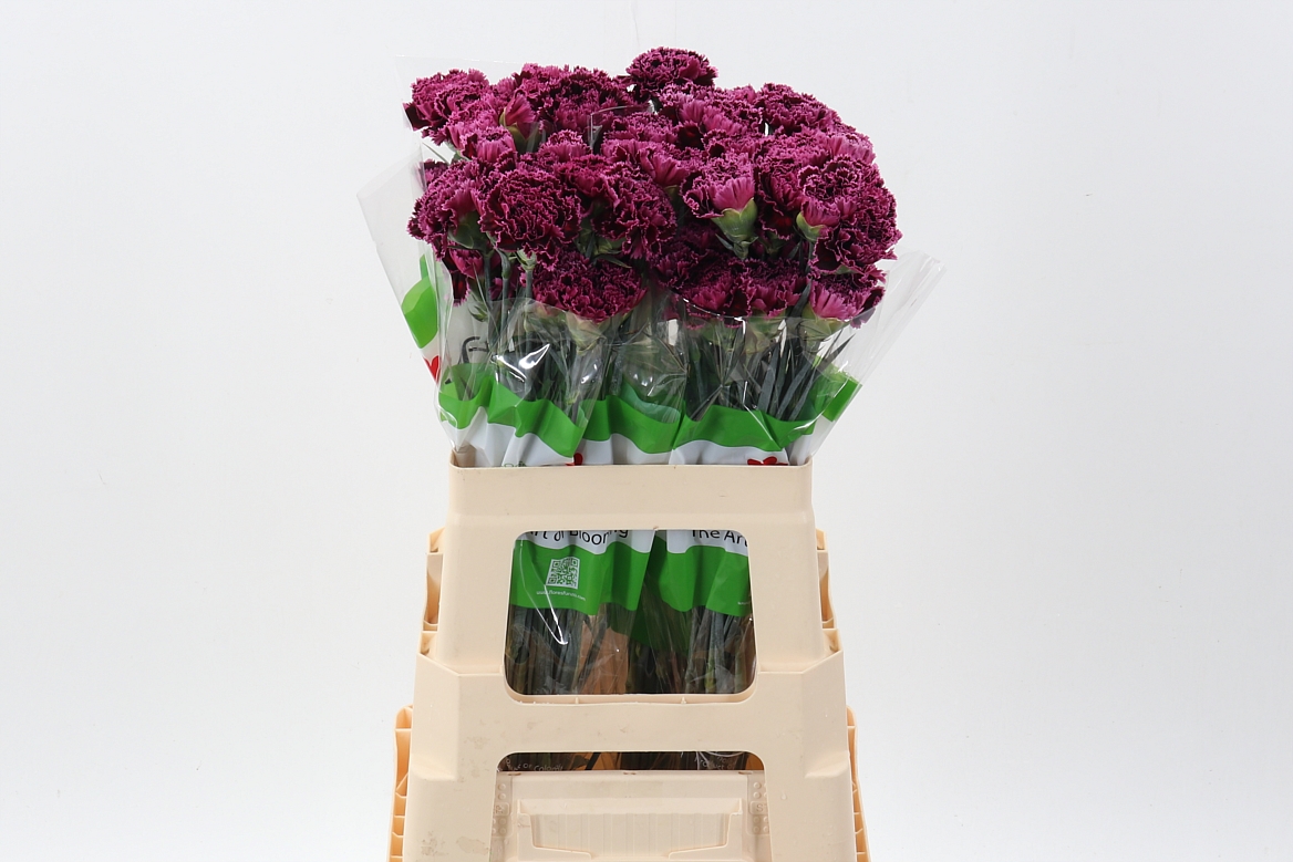 Dianthus Single Nobbio Burgundy 60cm