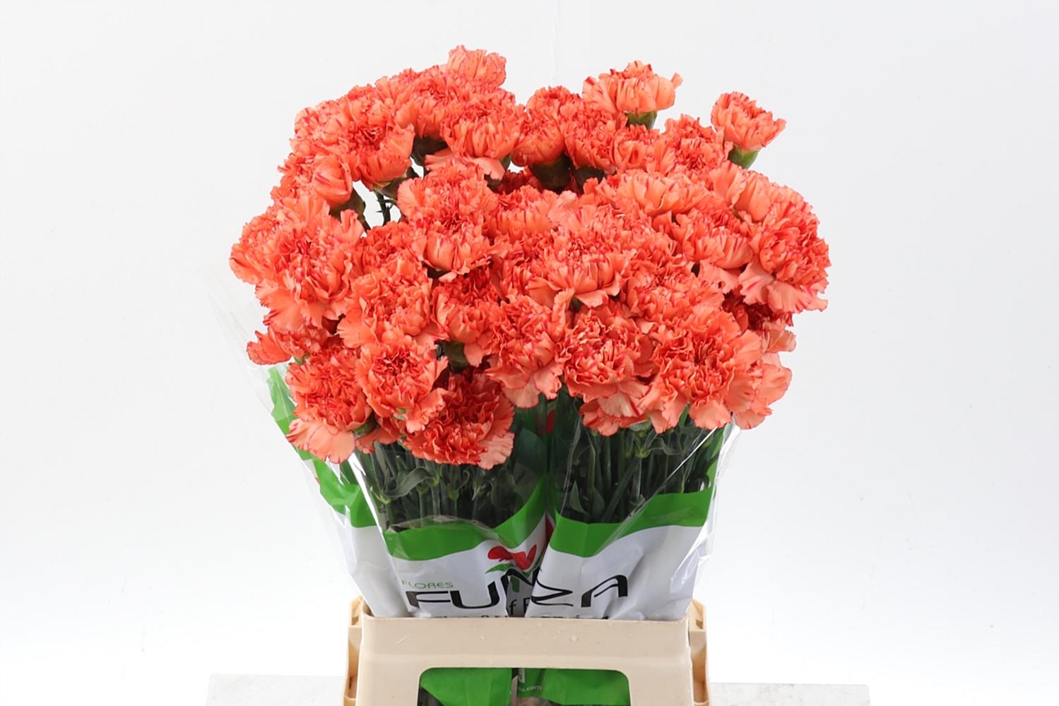 Dianthus Single Cowboy 60cm