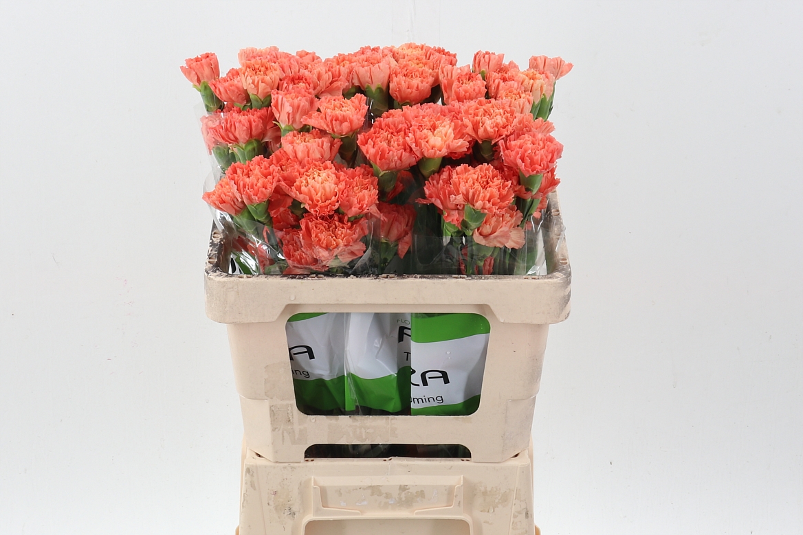 Dianthus Hermes Orange 50cm
