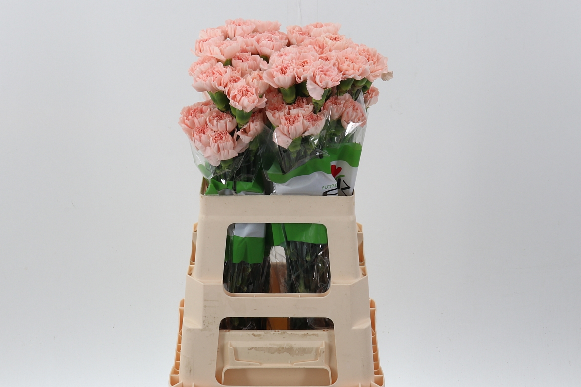 Dianthus Single Peach Novia 60cm