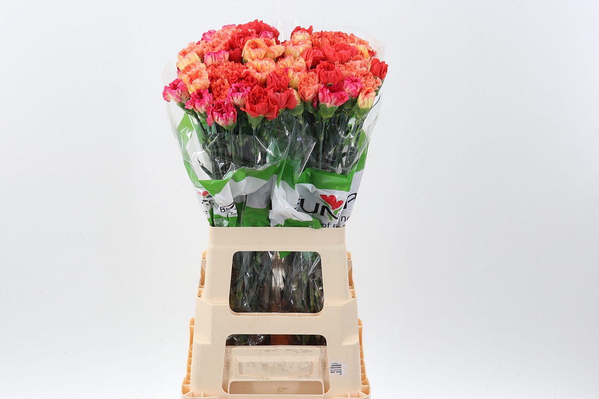Dianthus Single Mix Per Bunch 70cm