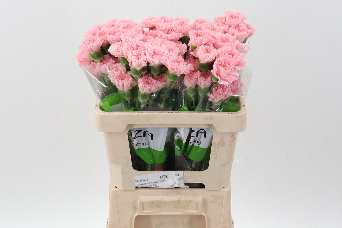 Dianthus Single Doncel 50cm
